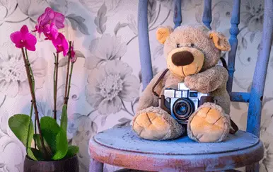 teddy bear hiding camera